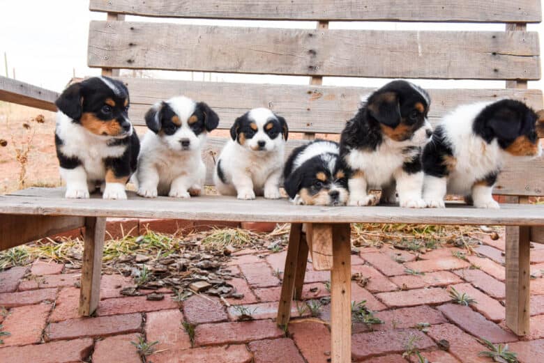 Six Corgipoo puppies on a wooden bench looking to the right.