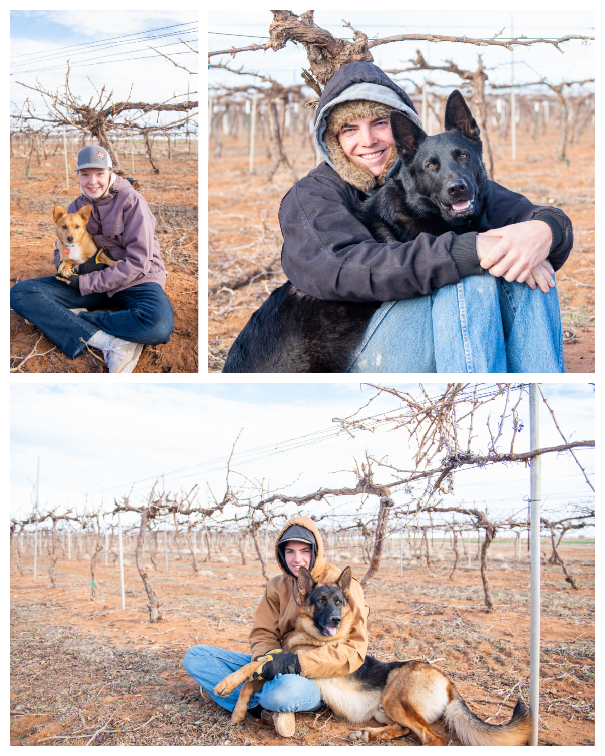 Collage photo - Vineyard workers and their dogs.
