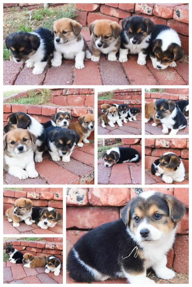 First Time Corgipoo Mom - A collage of pictures of Jingles' puppies sitting on brick steps.