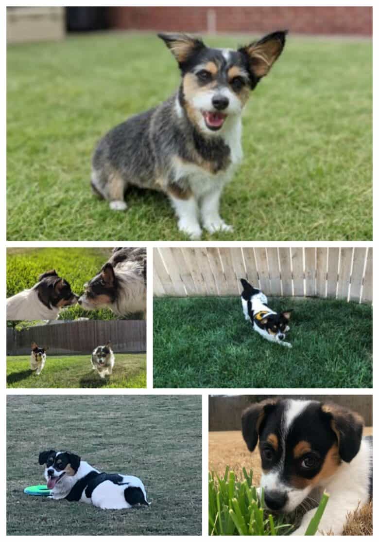 Corgipoos - Corgi Poodle Mix - Collage of Adult and puppy Corgipoos