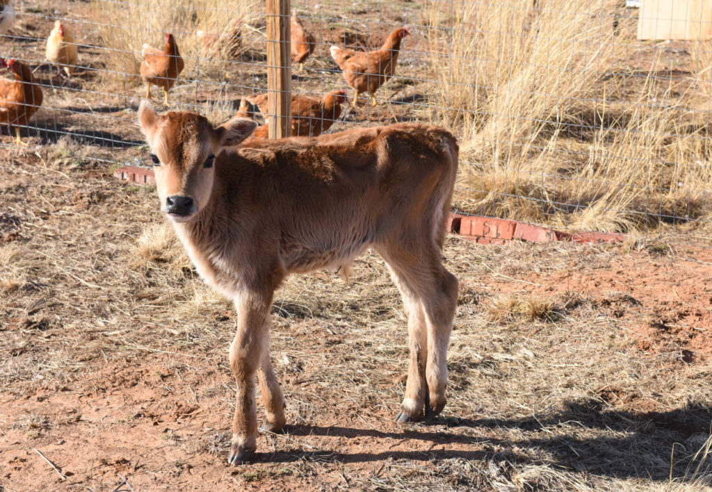 Jersey bull sales