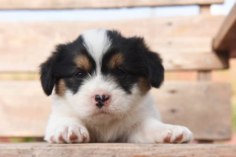 Closeup of a corgipoo puppy looking at the camera.