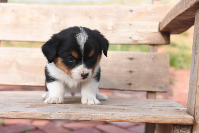 Tricolored Coripoo puppy shown from the front.