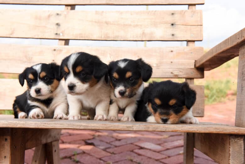 Four corgipoo puppies laying down.