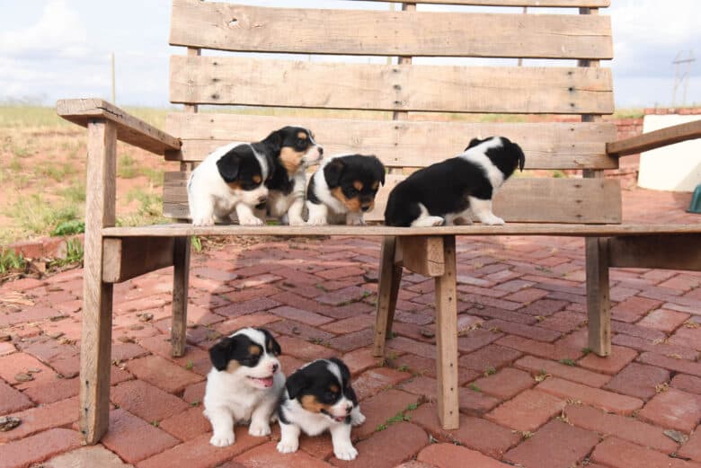 Six corgipoo puppies playing on a bench.