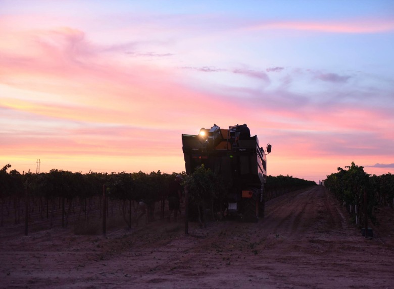 Oswald Vineyard Roussanne Harvest - Harvester