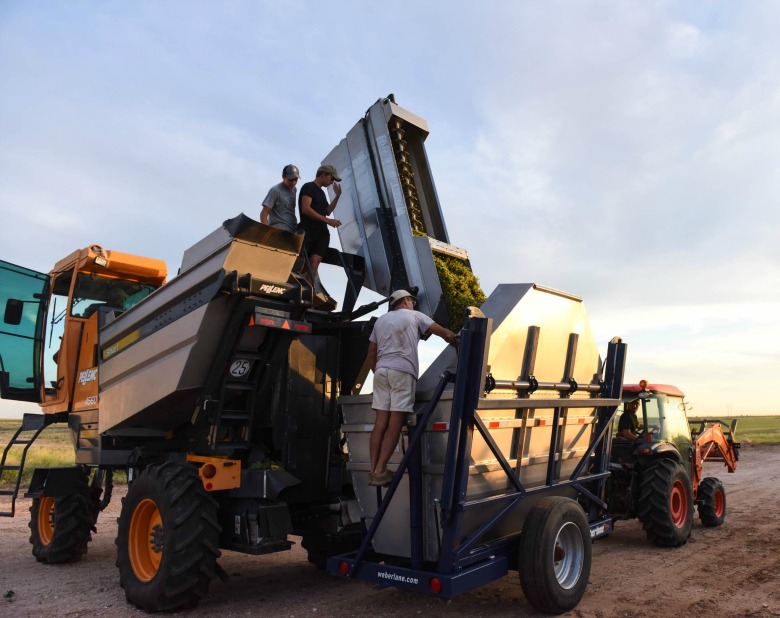 Oswald Vineyard Roussanne Harvest - Harvester and Dump Buggy