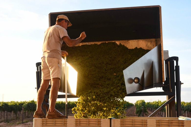 Oswald Vineyard Roussanne Harvest - Dumping Grapes into Bins