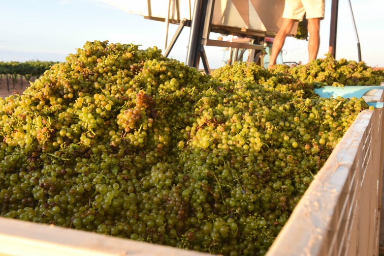 Oswald Vineyard Roussanne Harvest - Grapes in Bins