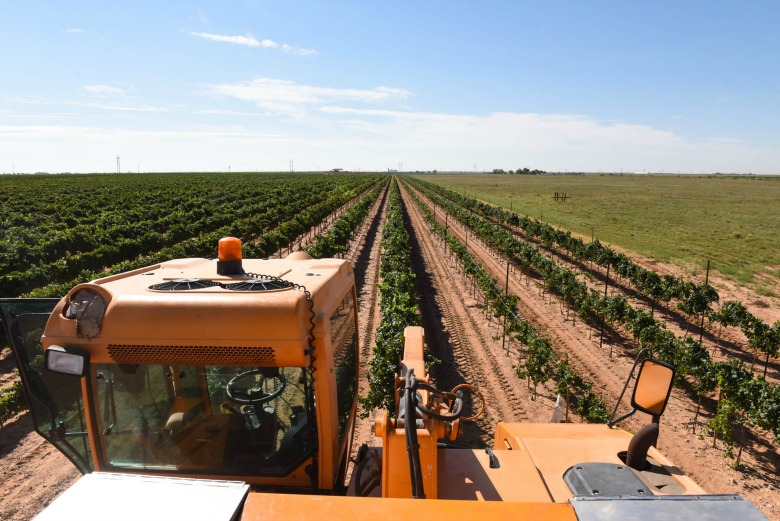 Oswald Vineyard Roussanne Harvest - Overhead shot of the Vineyard