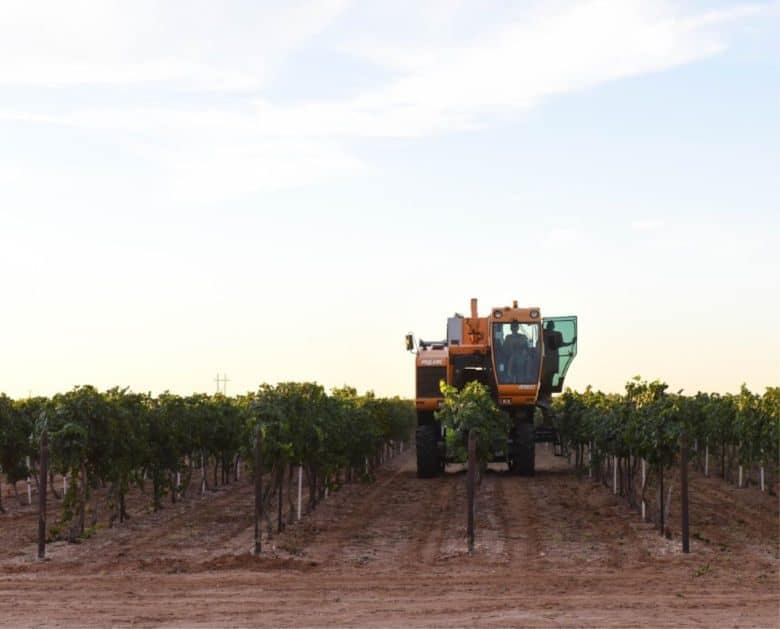 Finishing Roussanne Harvest - Harvester Coming Out of the Vineyard