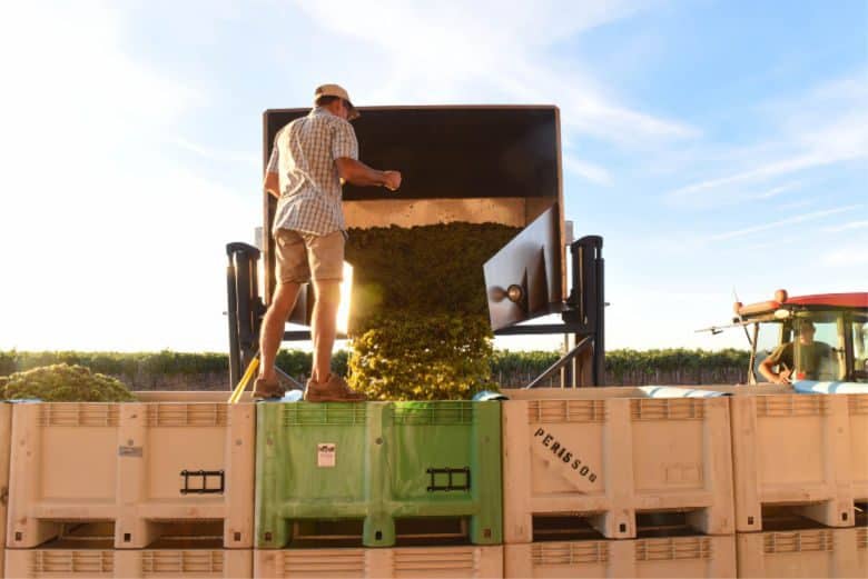 Finishing Roussanne Harvest - Dumping into the Bins