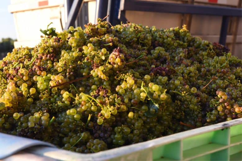 Finishing Roussanne Harvest - Roussanne in the Bins