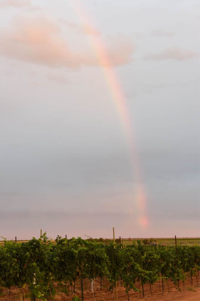 Rainbow Over Vineyard