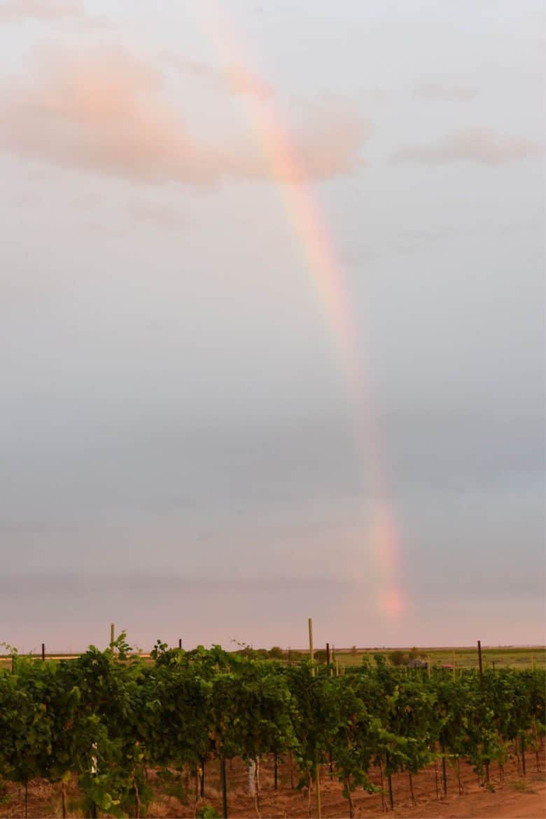 Rainbow Over Vineyard