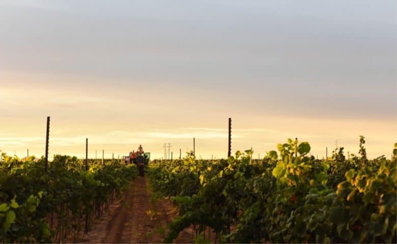 Albarino Harvest - Early Morning Harvest