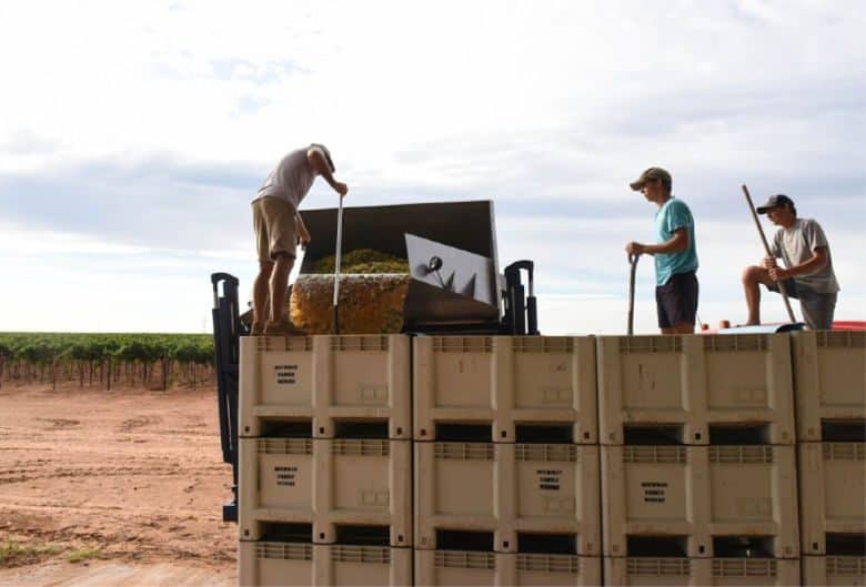 Albarino Harvest - Filling the Bins with Grapes