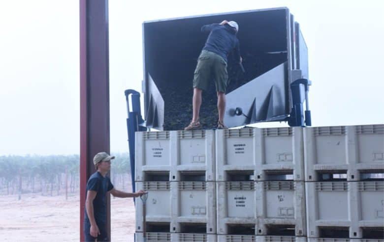 Montepulciano Harvest 2018 - Dumping Grapes into bins