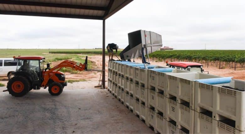 Montepulciano Harvest 2018 - Dumping Grapes into Bins