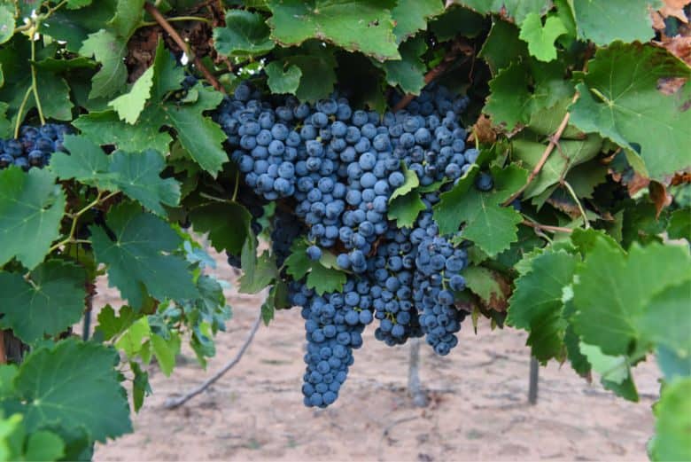 Montepulciano and Aglianico Harvest 2018 - Grapes