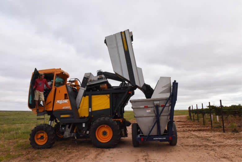 Montepulciano and Aglianico Harvest 2018 - Harvester Dumping into Dump Buggy