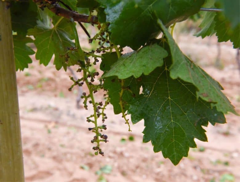 Montepulciano and Aglianico Harvest 2018 - Harvested Racus