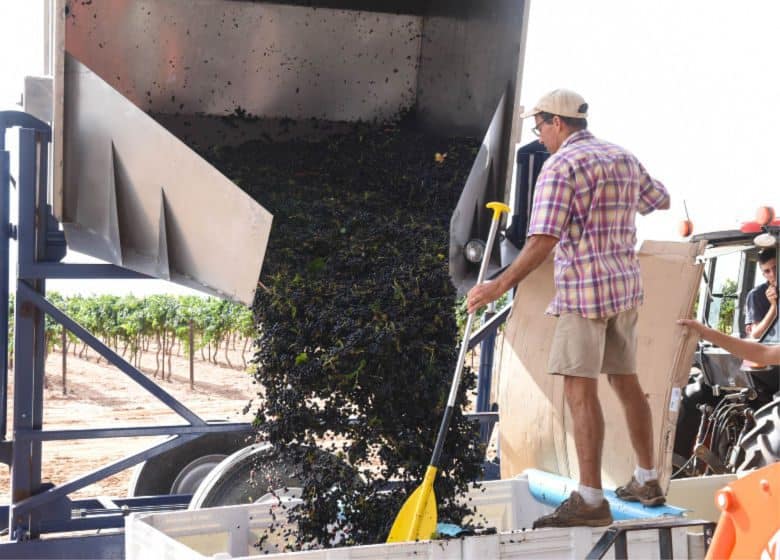 Montepulciano and Aglianico Harvest 2018 - Dump Buggy Dumping into Bins