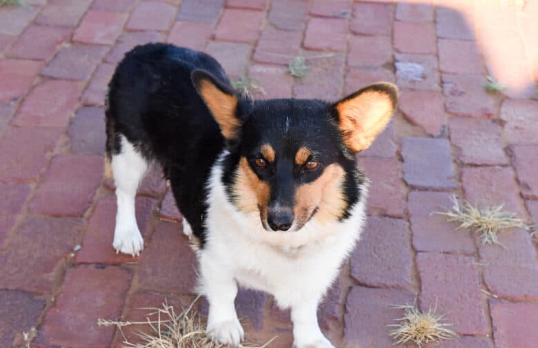 Tricolored corgi is the mom of our corgipoo puppies