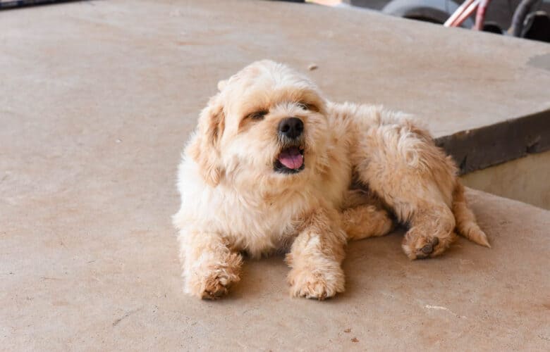 Bernie is seen lounging on a concrete pad after playing in a mud puddle.