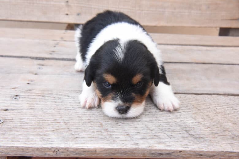 Adorable corgipoo male puppy on a wooden bench with head down between paws.