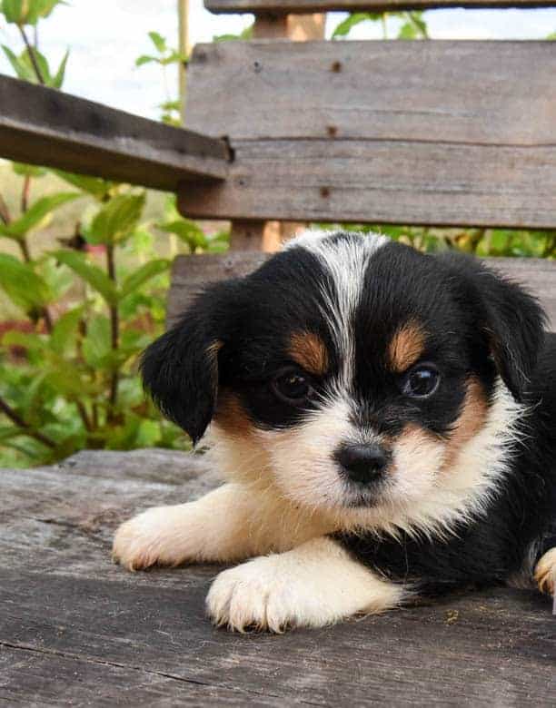 Tricolored corgipoo puppy from fall litter