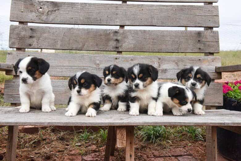 Fall 2018 corgipoo litter of six