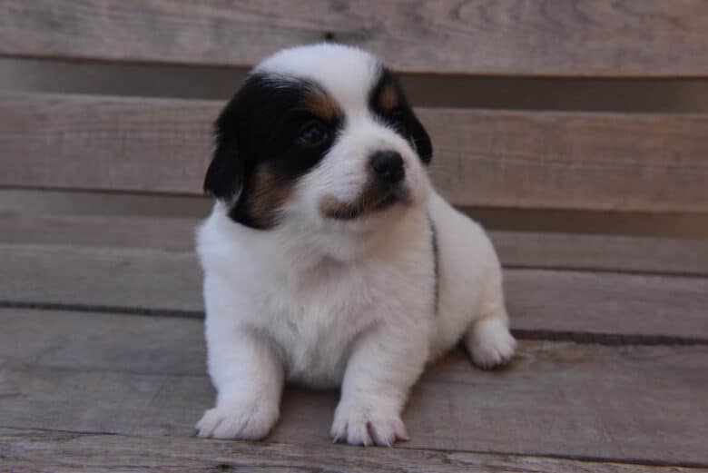 Corgipoo girl puppy looking up at camera while sitting on bench.