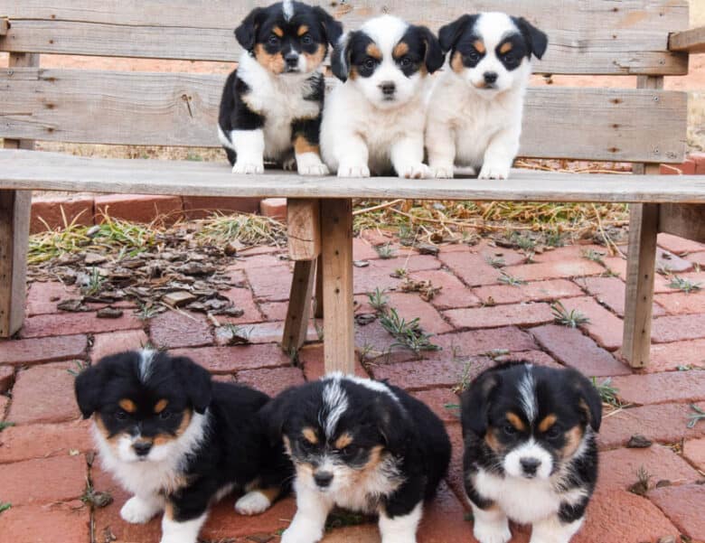 Corgipoo puppies on a bench - three on top and three on bottom.