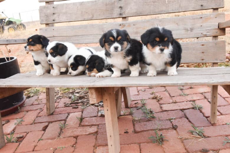 Six corgipoos looking in different places on a brick patio.