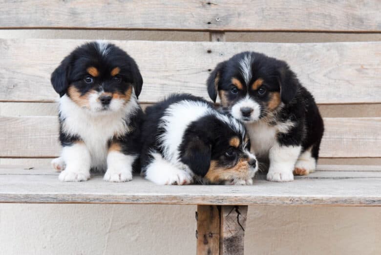 Three female corgipoo puppies on a wooden bench.