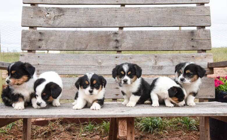 Litter from fall corgipoos all on a bench.