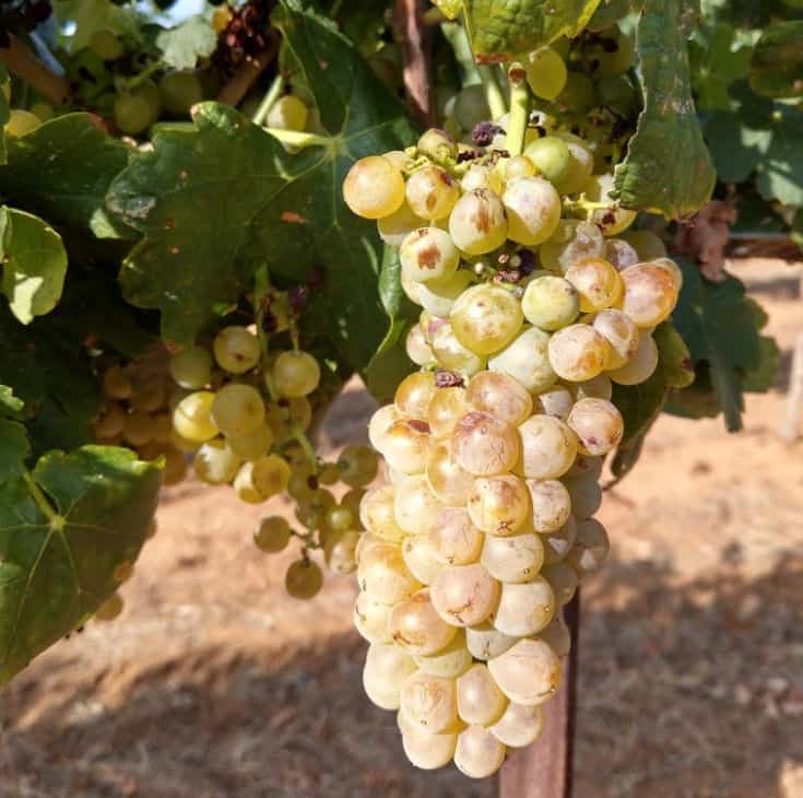 2019 Roussanne Harvest - Roussanne cluster hanging on the vine.
