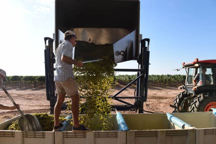 2019 Roussanne Harvest - Dump buggy dumping the grapes into the bins.