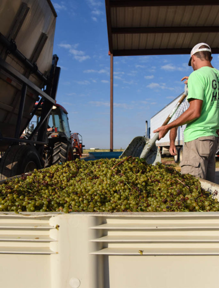 Shoveling grapes.