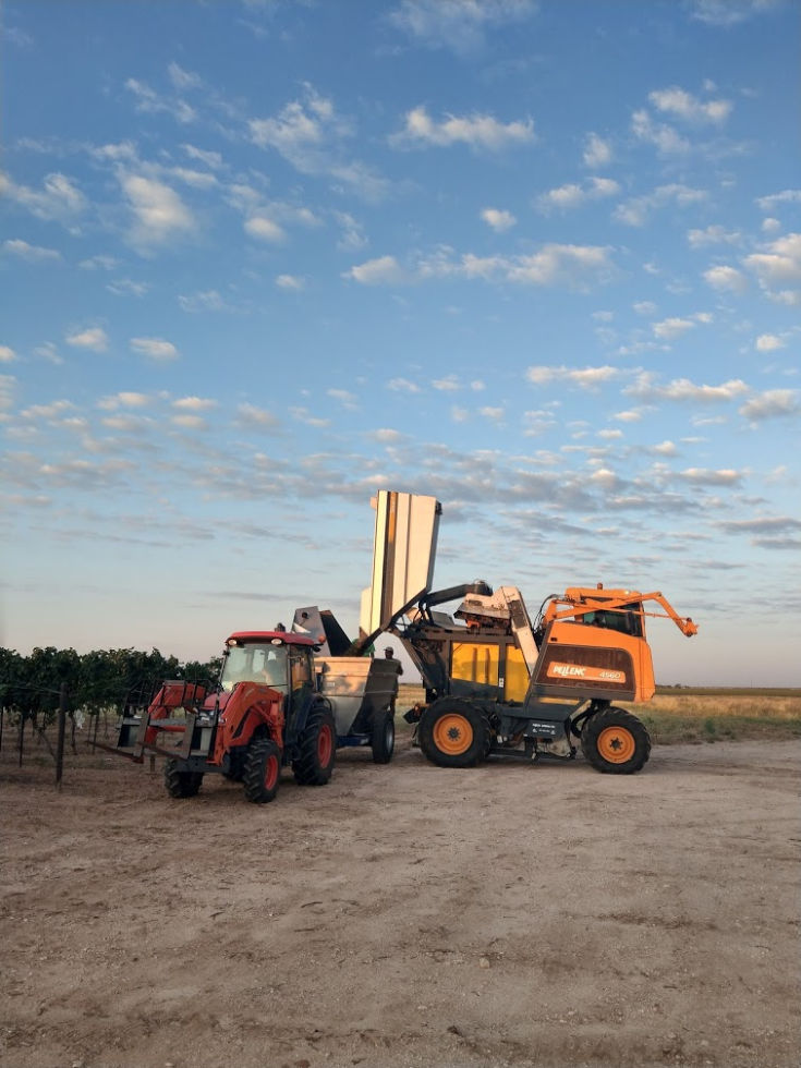 2019 Roussanne Harvest - Harvester dumping grapes into the dump buggy.