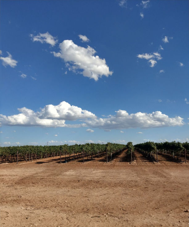 A look at the vineyard and the blue sky.