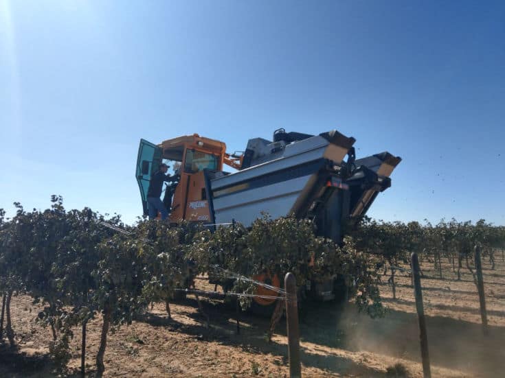Montepulciano and Aglianico Harvest 2019 - Harvester in the vineyard.