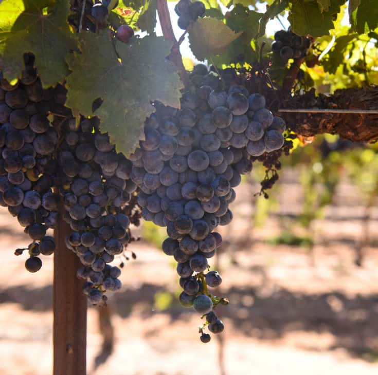 Montepulciano and Aglianico Harvest 2019 - Aglianico grapes hanging on the vine.