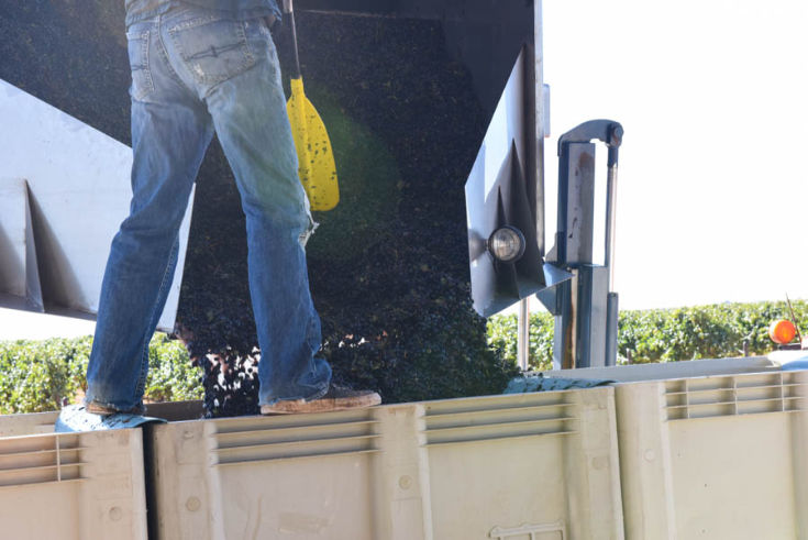 Close up of grapes being dumped.