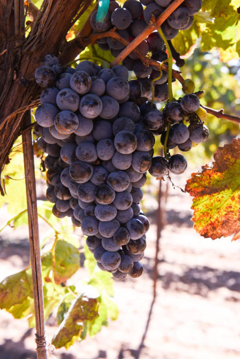 Montepulciano and Aglianico Harvest 2019 - Montepulciano grapes hanging on the vine.