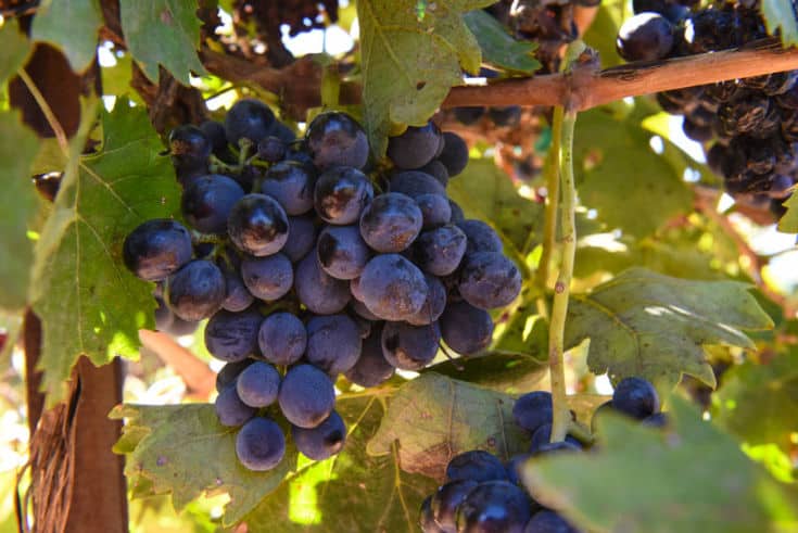 Little cluster of Montepulciano grapes hanging on the vine with other clusters.