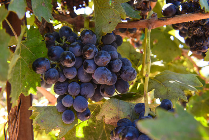 Little cluster of Montepulciano grapes hanging on the vine with other clusters.