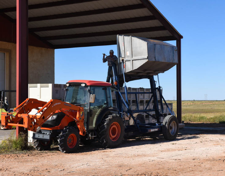 Dump buggy dumping grapes into the bins.