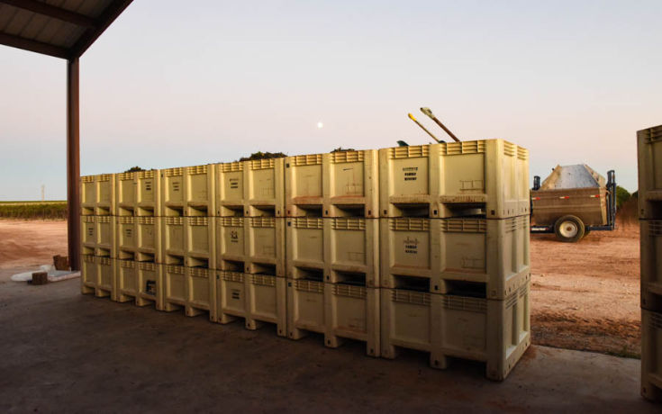 Montepulciano and Aglianico Harvest 2019 - Bins full of grapes stacked three high.